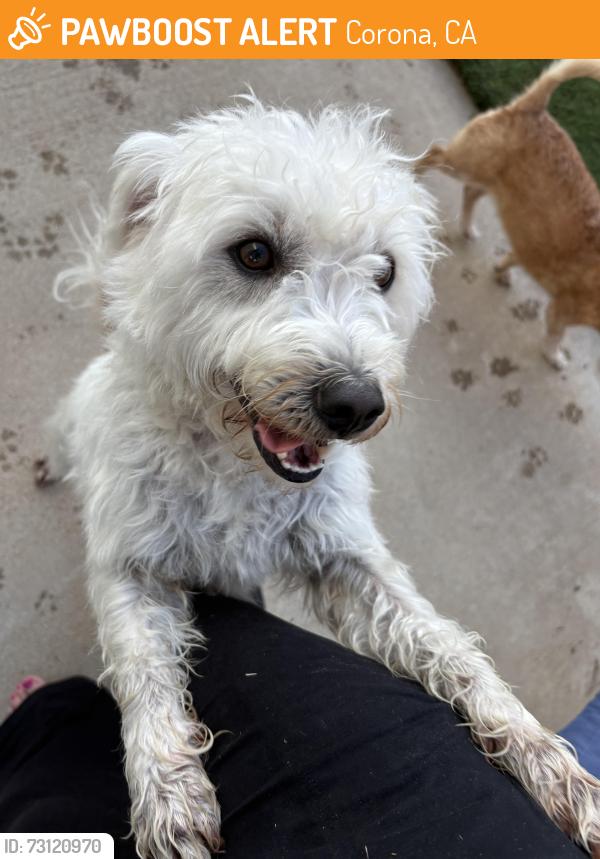 Found/Stray Male Dog last seen Via Pacifica and Border, Corona, CA 92882