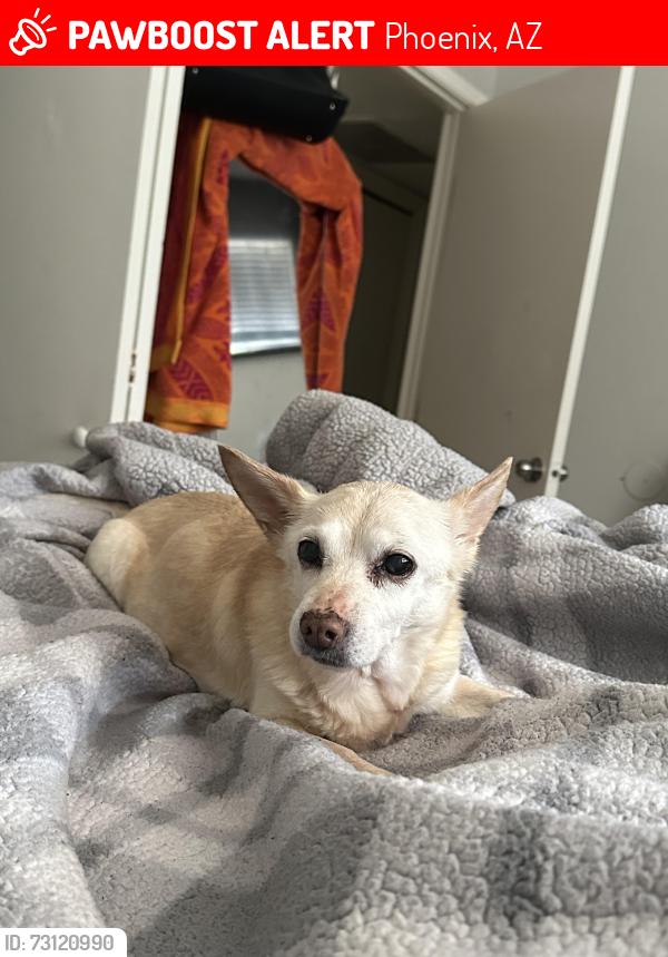 Lost Female Dog last seen Phoenix az 85008, Phoenix, AZ 85008