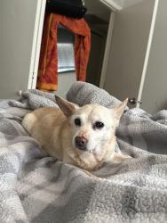 Lost Female Dog last seen Phoenix az 85008, Phoenix, AZ 85008
