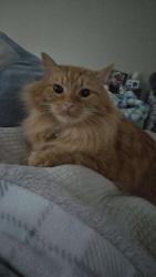 Lost Male Cat last seen Oviedo Dr, Stallings Glenn Dr, Raleigh, NC 27603