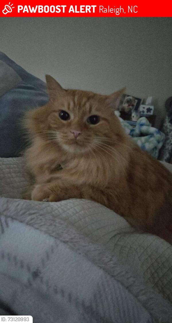 Lost Male Cat last seen Oviedo Dr, Stallings Glenn Dr, Raleigh, NC 27603