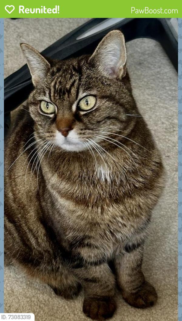 Reunited Female Cat last seen On Meadow Dr between Harvest and Cascade, Molalla, OR 97038