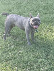 Reunited Male Dog last seen Rex Cruse, Sherman, TX 75092