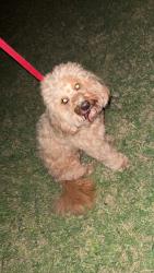 Found/Stray Male Dog last seen Hwy 4 between Fox Lane and Rock Creek Road, Tuttle, OK 73089