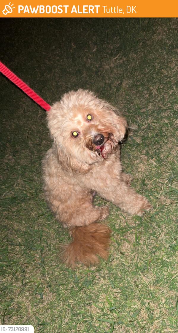 Found/Stray Male Dog last seen Hwy 4 between Fox Lane and Rock Creek Road, Tuttle, OK 73089