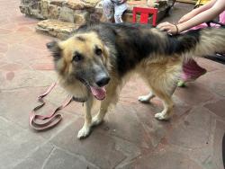 Found/Stray Male Dog last seen Dell dale, Channelview, TX 77530