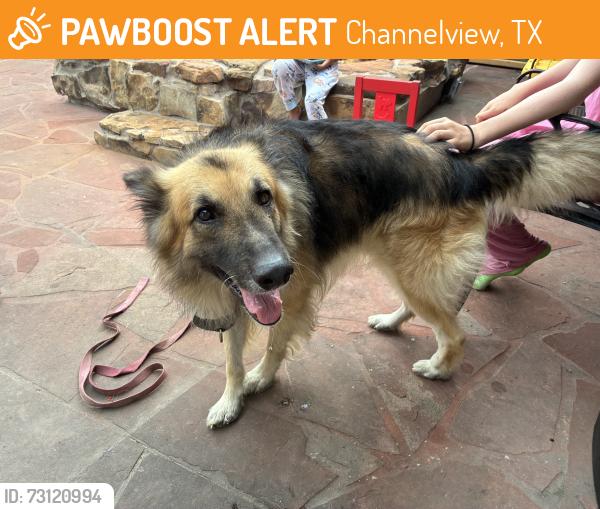 Found/Stray Male Dog last seen Dell dale, Channelview, TX 77530
