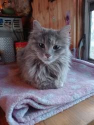 Lost Female Cat last seen Carefree acres Campground, Kathio Township, MN 56450