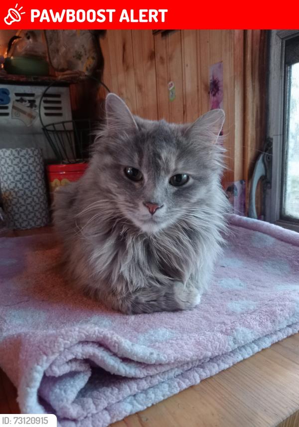 Lost Female Cat last seen Carefree acres Campground, Kathio Township, MN 56450