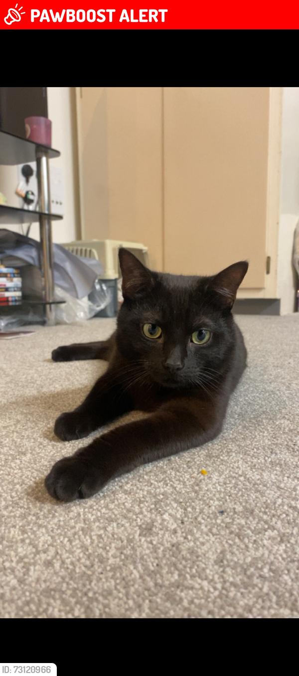 Lost Male Cat last seen Cringleford, Cringleford, England 