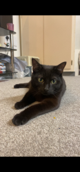Lost Male Cat last seen Cringleford, Cringleford, England 