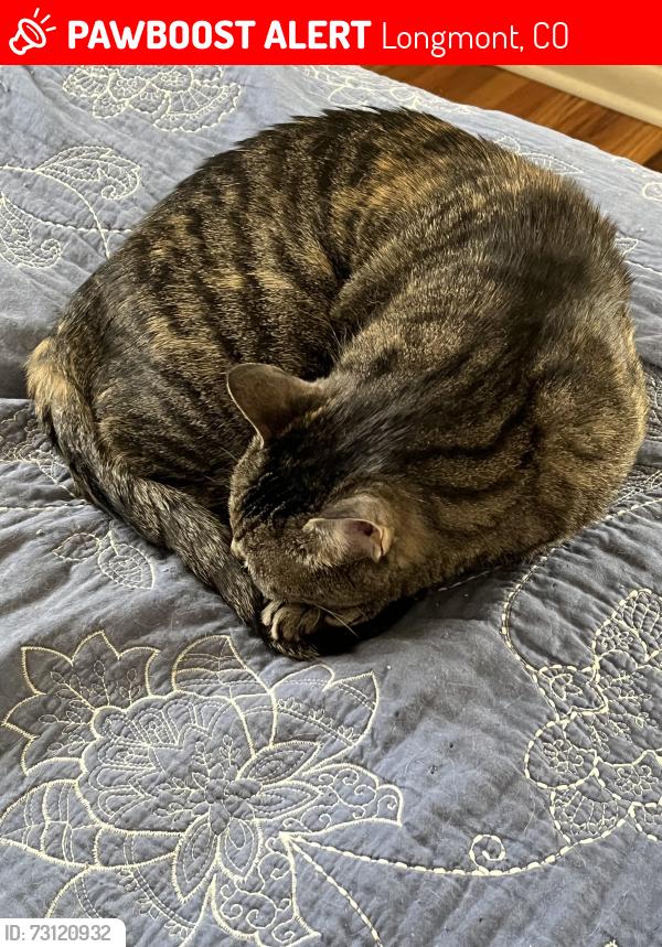 Lost Female Cat last seen Longs Peak/ Sunset, Longmont, CO 80501
