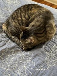 Lost Female Cat last seen Longs Peak/ Sunset, Longmont, CO 80501