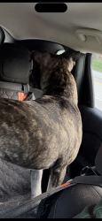 Reunited Male Dog last seen Guelph Line and 10 Side Road, Milton, ON L0P 1B0