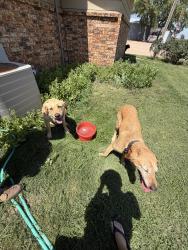 Found/Stray Female Dog last seen 295th and 37th, Sedgwick County, KS 67030