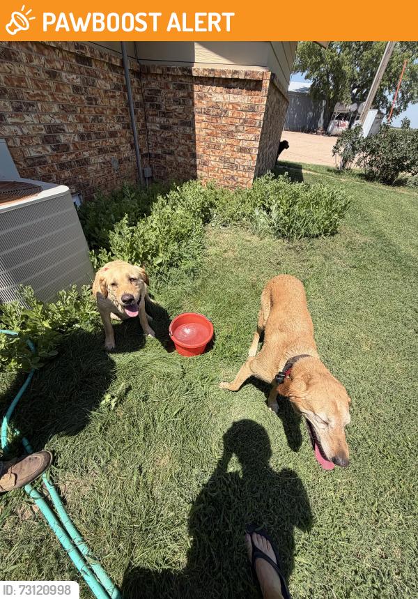 Found/Stray Female Dog last seen 295th and 37th, Sedgwick County, KS 67030