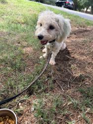 Reunited Male Dog last seen Underpass Rd, Advance, Advance, NC 27006