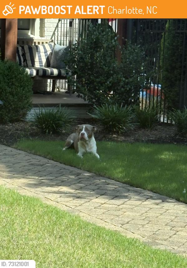 Found/Stray Male Dog last seen Floral Ave and Clayton Drive, Charlotte, NC 28203