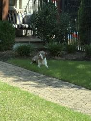 Found/Stray Male Dog last seen Floral Ave and Clayton Drive, Charlotte, NC 28203