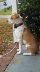 Reunited Female Dog last seen Near abbott ave 31904, Columbus, GA 31904