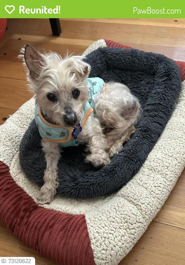 Reunited Male Dog last seen Barrett And Tuller Ave, El Cerrito, CA 94530