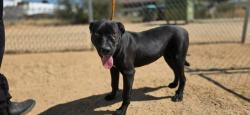 Shelter Stray Female Dog last seen , 5000 Lindbergh Blvd, California City, CA 93505, USA