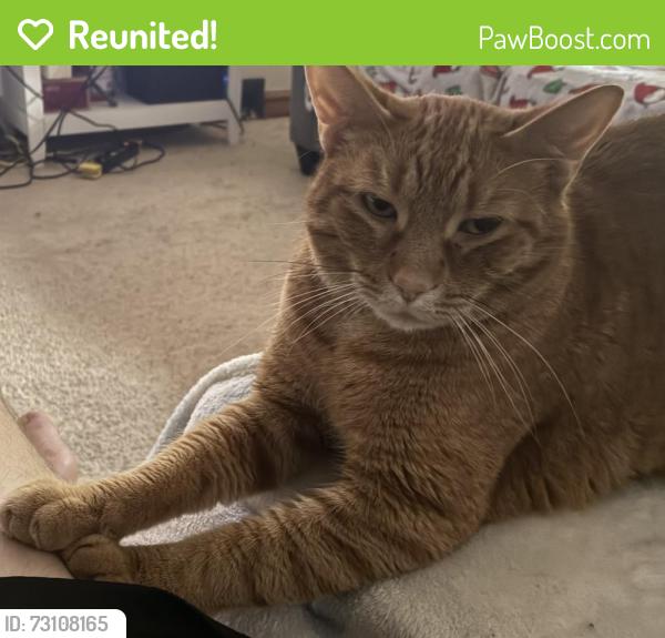 Reunited Male Cat last seen Commercial St and Mason St., Appleton, WI 54914