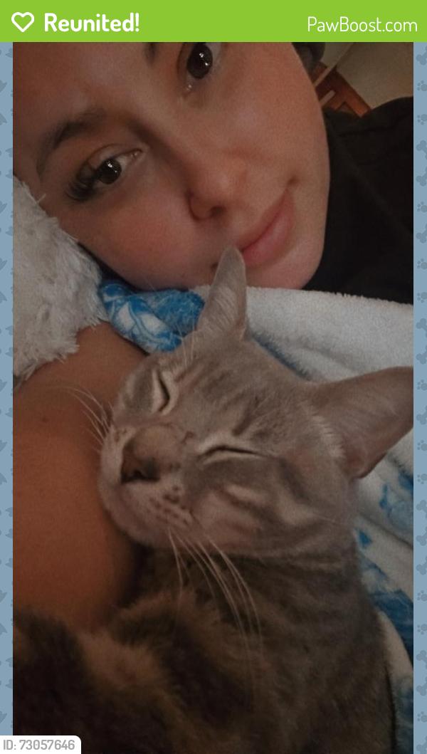 Reunited Male Cat last seen National ave, Milwaukee, WI 53215