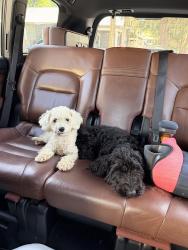 Found/Stray Unknown Dog last seen Cr 214, St. Augustine, FL 32085
