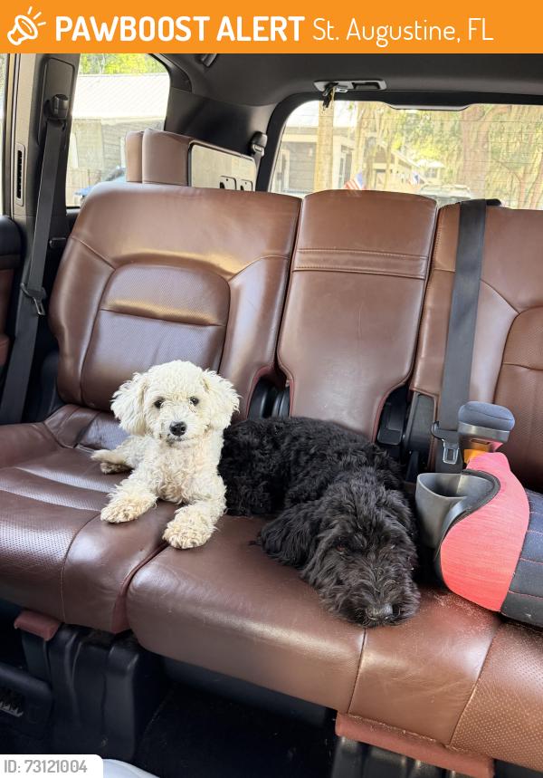 Found/Stray Unknown Dog last seen Cr 214, St. Augustine, FL 32085