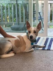 Reunited Male Dog last seen Blues Crossing, Aberdeen, NC 28315