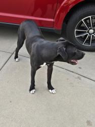 Found/Stray Male Dog last seen Hurley and Ward Parkway, Haysville, KS 67060
