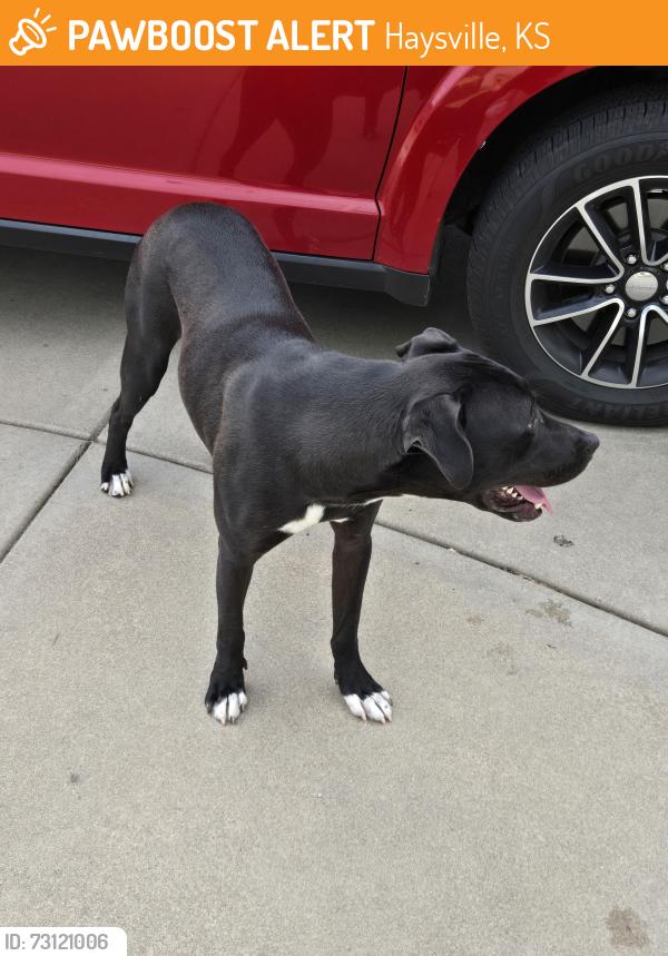 Found/Stray Male Dog last seen Hurley and Ward Parkway, Haysville, KS 67060