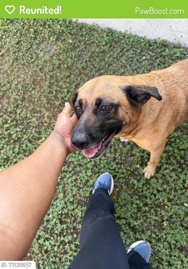 Reunited Female Dog last seen West academy st, Fuquay-Varina, NC 27526