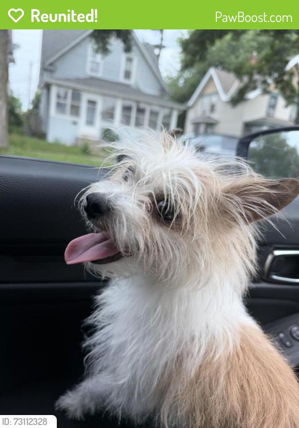 Reunited Female Dog last seen Payne Ave, Saint Paul, MN 55130, Saint Paul, MN 55106