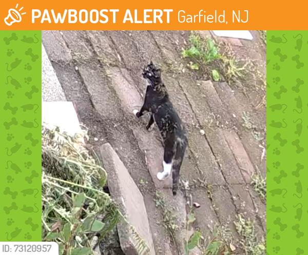 Found/Stray Unknown Cat last seen Clark st, Garfield, NJ 07026