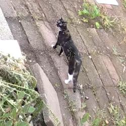 Found/Stray Unknown Cat last seen Clark st, Garfield, NJ 07026
