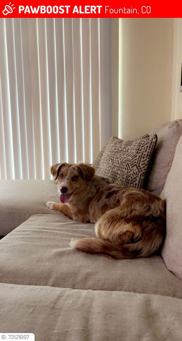 Lost Female Dog last seen Ohio and Link in Fountain,Co, Fountain, CO 80817