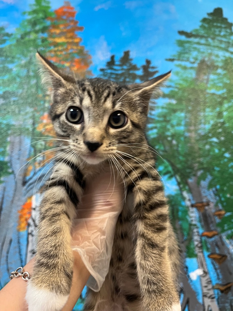 Shelter Stray Male Cat last seen Bexar County, 3353 Morningside Dr, New Braunfels, TX 78132, USA