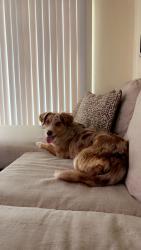 Lost Female Dog last seen Ohio and Link in Fountain,Co, Fountain, CO 80817