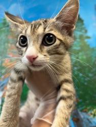 Shelter Stray Male Cat last seen Bexar County, 3353 Morningside Dr, New Braunfels, TX 78132, USA