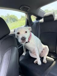 Reunited Female Dog last seen Stash dispensary, Richton Park, IL 60471