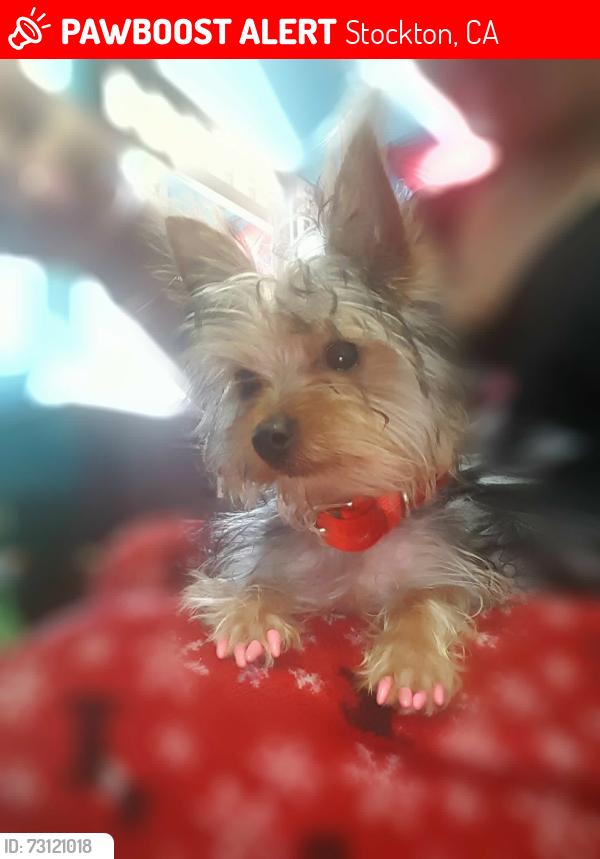 Lost Female Dog last seen Family meat market, Stockton, CA 95203