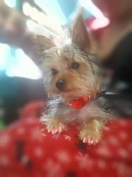 Lost Female Dog last seen Family meat market, Stockton, CA 95203