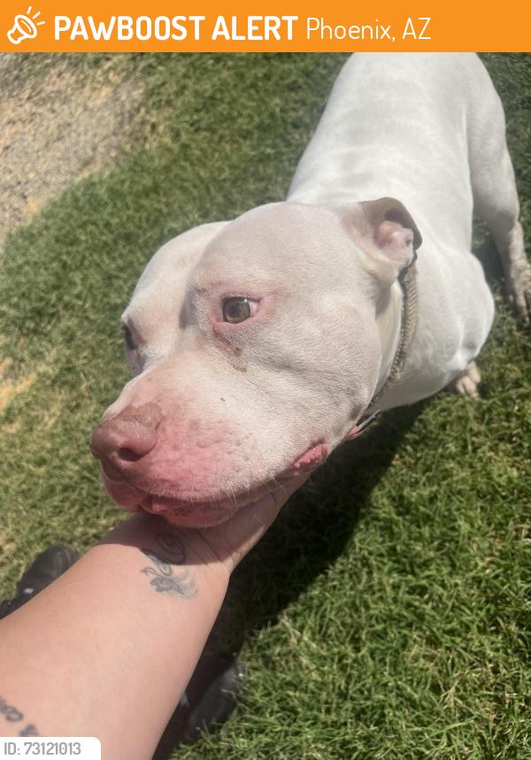 Found/Stray Male Dog last seen 43rd Ave and Thomas rd, Phoenix, AZ 85031