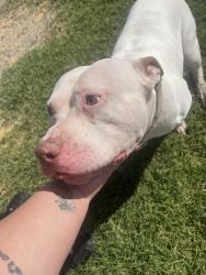 Found/Stray Male Dog last seen 43rd Ave and Thomas rd, Phoenix, AZ 85031