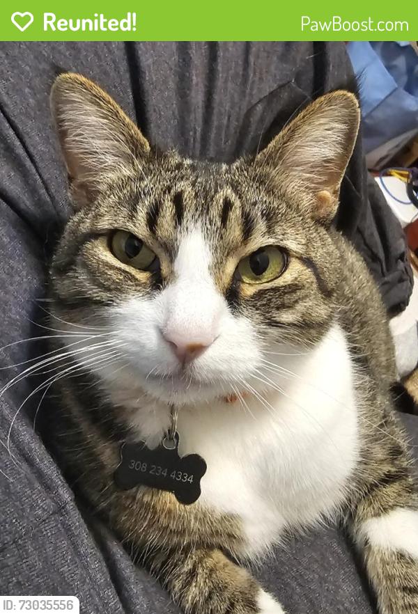 Reunited Male Cat last seen MeadowPoint Elementary School, Aurora, CO 80015