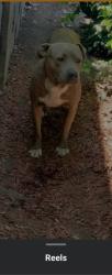 Lost Male Dog last seen By bernies, Merced, CA 95340