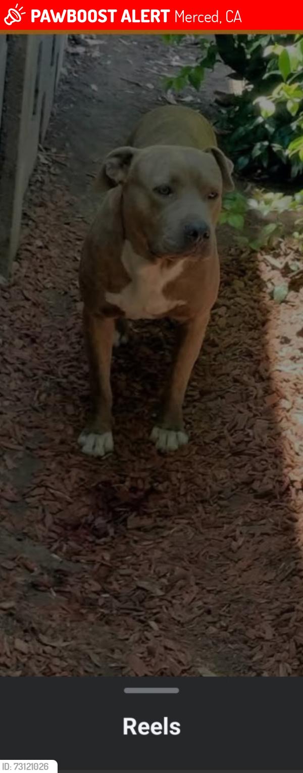Lost Male Dog last seen By bernies, Merced, CA 95340