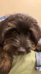 Reunited Male Dog last seen Reems and peoria, Surprise, AZ 85379